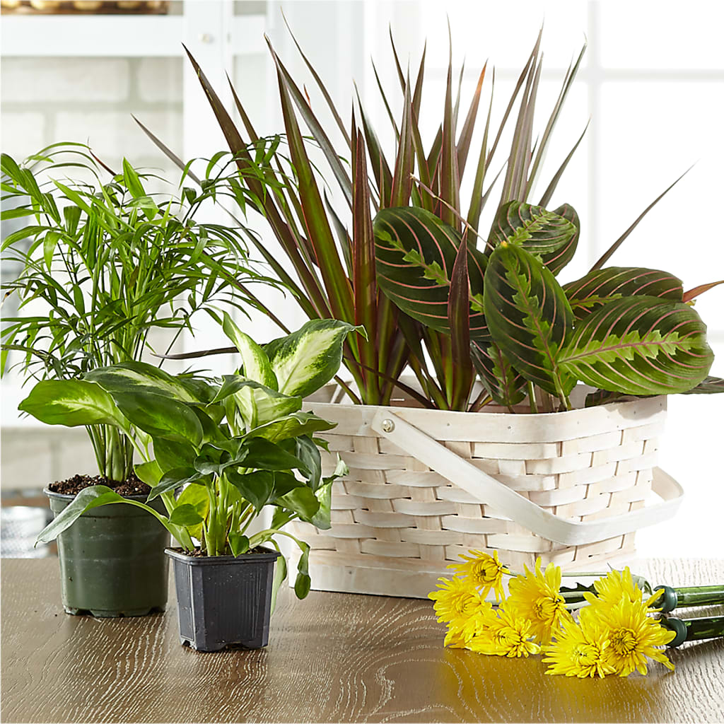 Florist Designed Blooming and Green Plants in a Basket – TALLEY'S FLOWER SHOP, King NC