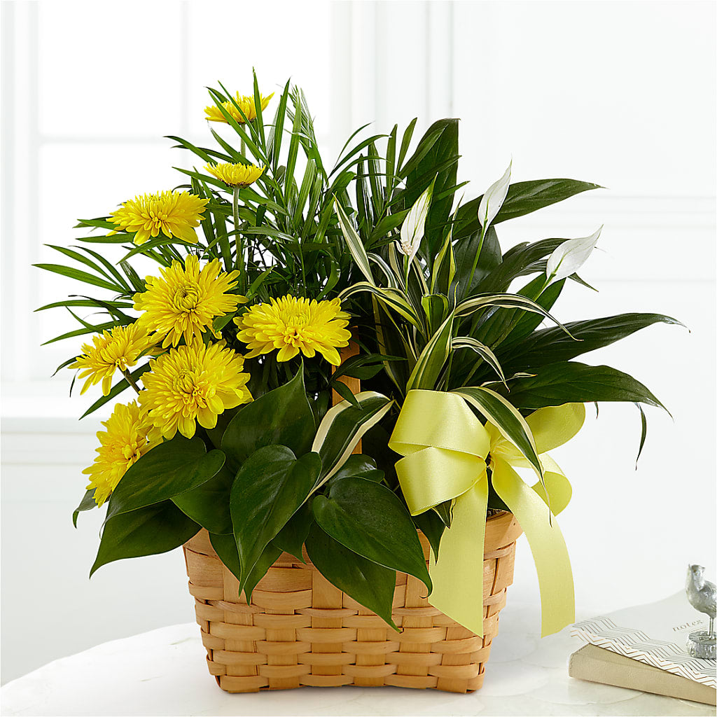 Loving Light Dishgarden – TALLEY'S FLOWER SHOP, King NC