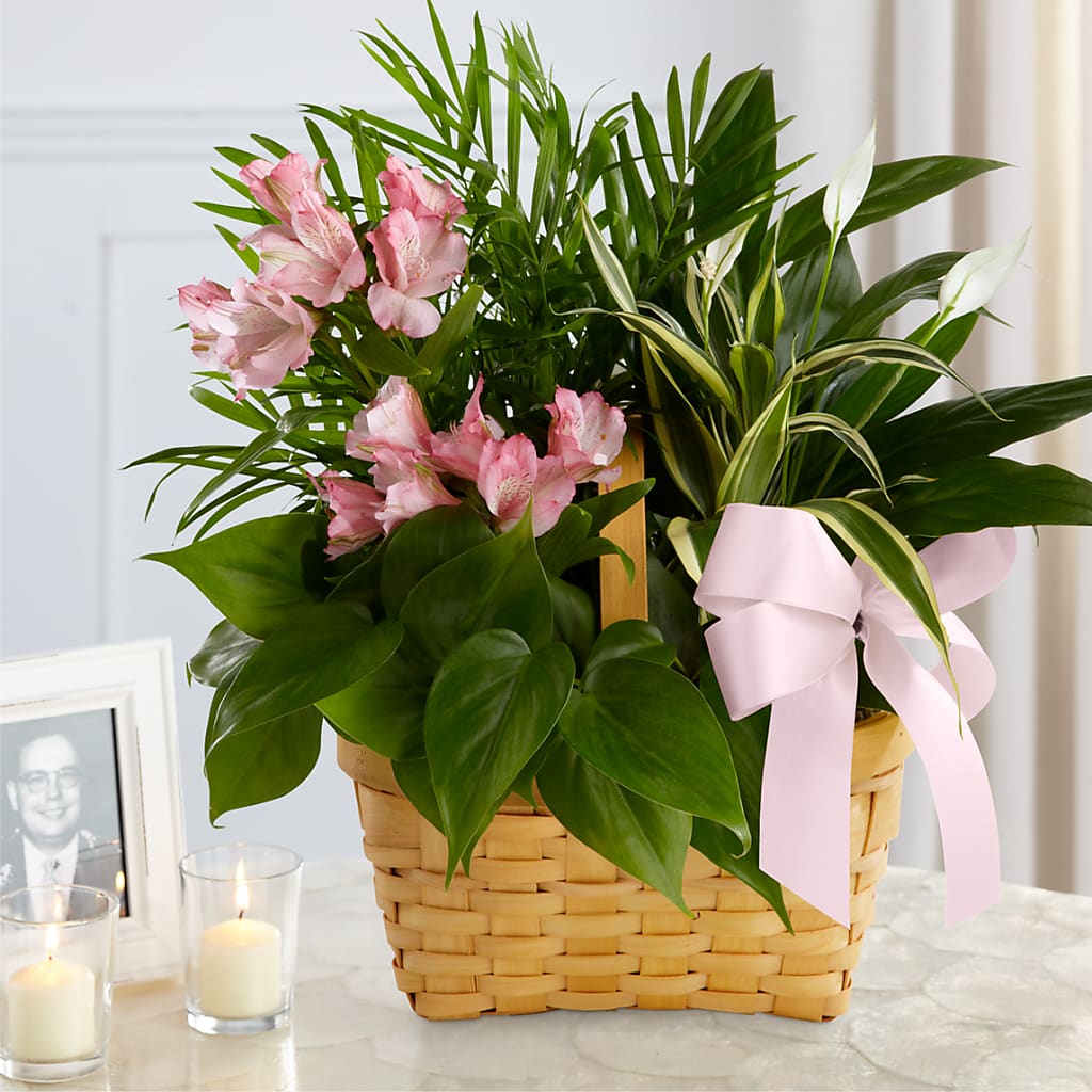 Living Spirit Dishgarden – TALLEY'S FLOWER SHOP, King NC