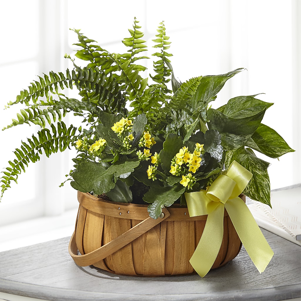 Always Dear Dishgarden – TALLEY'S FLOWER SHOP, King NC