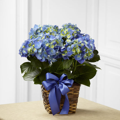Blue Hydrangea Planter – TALLEY'S FLOWER SHOP, King NC