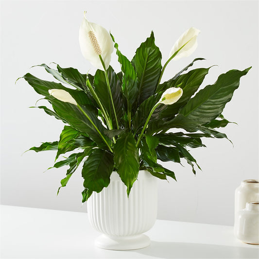 Comfort Planter – TALLEY'S FLOWER SHOP, King NC