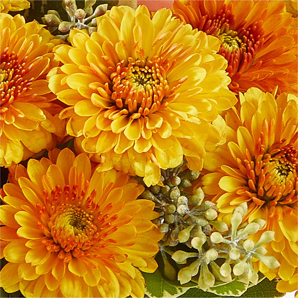 Peachy Pumpkin – TALLEY'S FLOWER SHOP, King NC