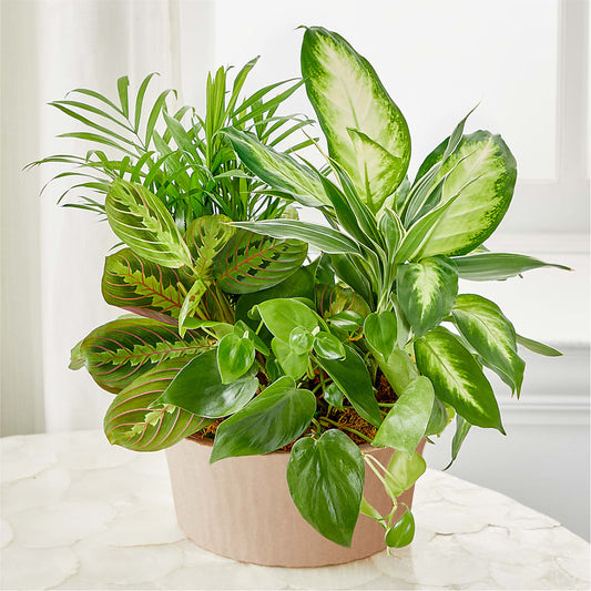 Balance & Harmony Dishgarden – TALLEY'S FLOWER SHOP, King NC