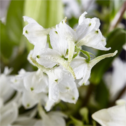 Classic Ivory – A Florist Original – TALLEY'S FLOWER SHOP, King NC